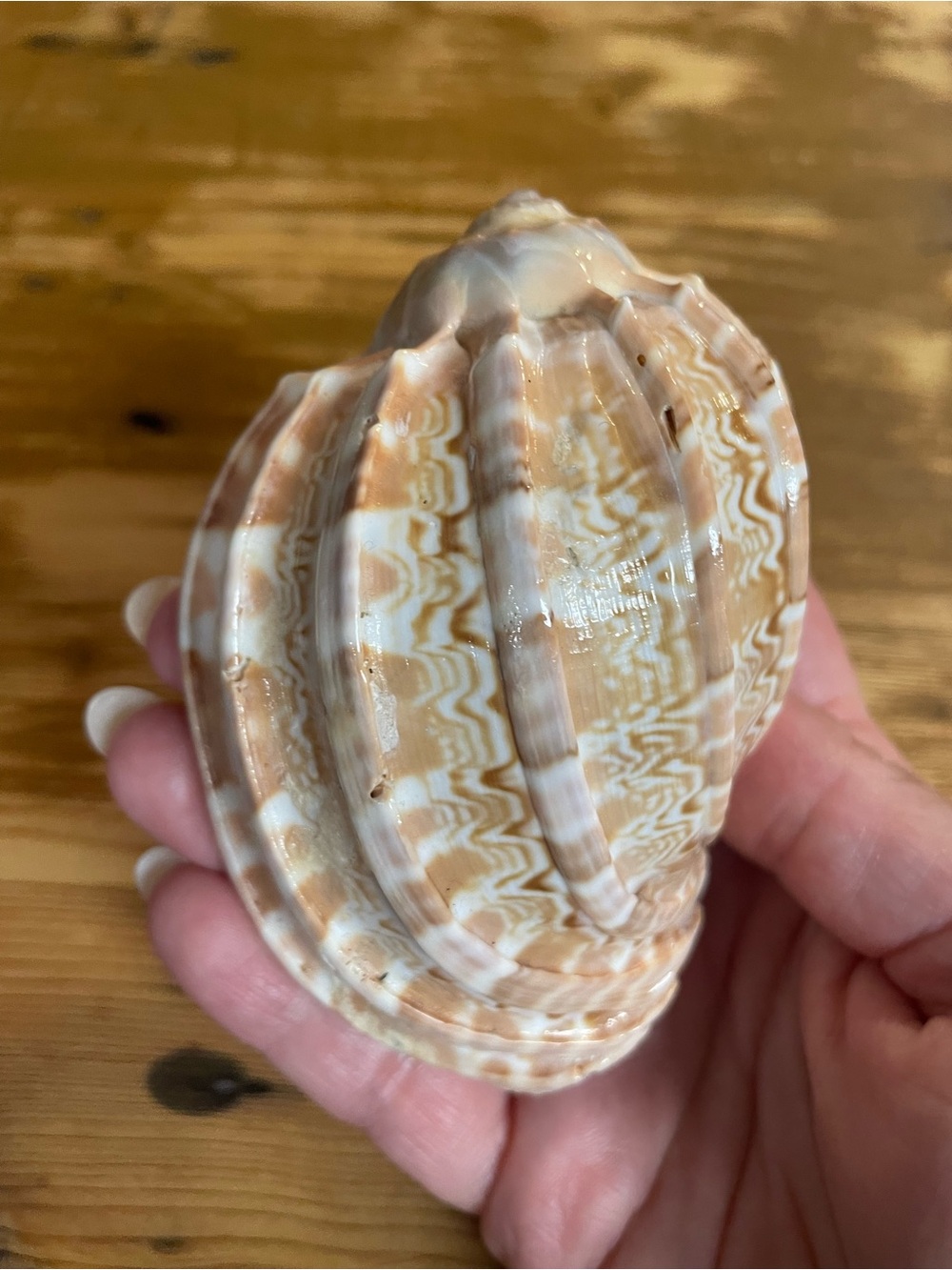 Pristine harp shell incredible color